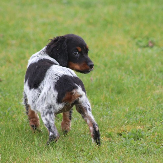 chiot Epagneul breton Femelle tricolore noir Des Plumes Des Marais Du Cotentin