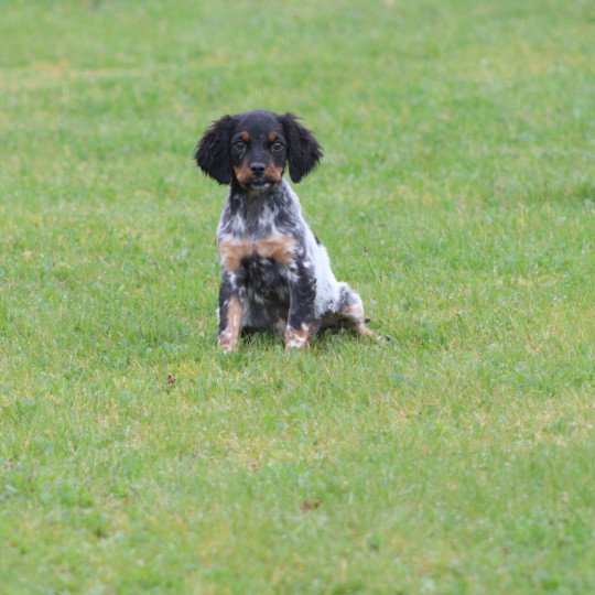 chiot Epagneul breton Femelle tricolore noir Des Plumes Des Marais Du Cotentin