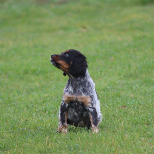 chiot Epagneul breton Femelle tricolore noir Des Plumes Des Marais Du Cotentin