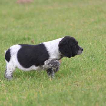 chiot Epagneul breton Femelle Noir et Blanche Des Plumes Des Marais Du Cotentin chiot Epagneul breton Femelle Noir et Blanche Des Plumes Des Marais Du Cotentin