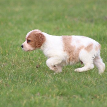 chiot Epagneul breton F-Or-Pan-Bla Des Plumes Des Marais Du Cotentin chiot Epagneul breton F-Or-Pan-Bla Des Plumes Des Marais Du Cotentin