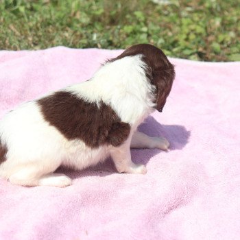 chiot Epagneul breton Mar-mar-fauv-pan-bla Des Plumes Des Marais Du Cotentin chiot Epagneul breton Mar-mar-fauv-pan-bla Des Plumes Des Marais Du Cotentin