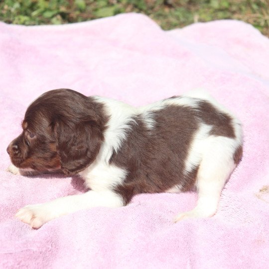 chiot Epagneul breton Mar-mar-fauv-pan-bla Des Plumes Des Marais Du Cotentin