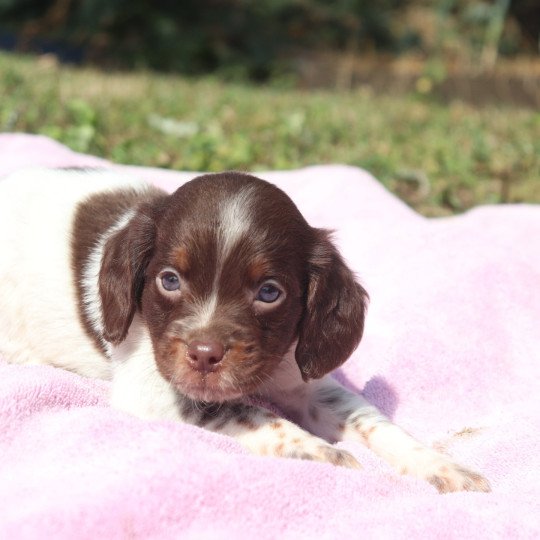 chiot Epagneul breton Mar-mar-fauv-pan-bla Mâle 3 Des Plumes Des Marais Du Cotentin