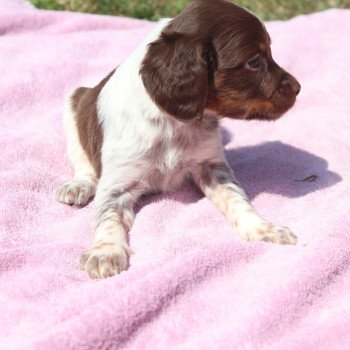 chiot Epagneul breton Mar-mar-fauv-pan-bla F1 tri mar Des Plumes Des Marais Du Cotentin chiot Epagneul breton Mar-mar-fauv-pan-bla F1 tri mar Des Plumes Des Marais Du Cotentin