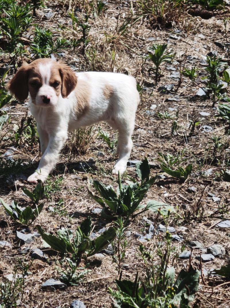 4e chiot (Portée Odette ❤ orus) - Femelle F or pan bla Femelle Epagneul breton