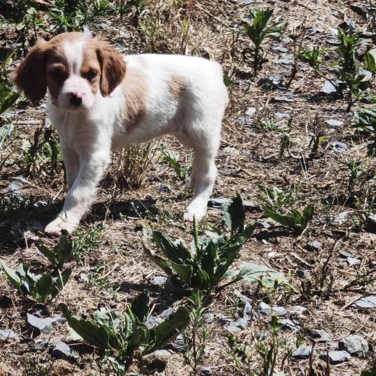 4e chiot (Portée Odette ❤ orus) - Femelle F or pan bla Femelle Epagneul breton