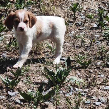 chiot Epagneul breton F or pan bla Des Plumes Des Marais Du Cotentin