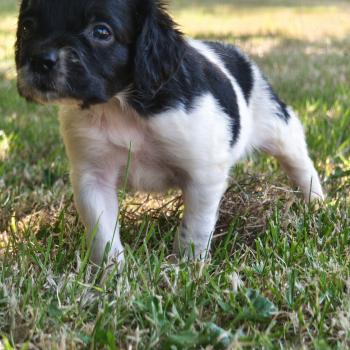 chiot Epagneul breton Noi pan Bla Des Plumes Des Marais Du Cotentin
