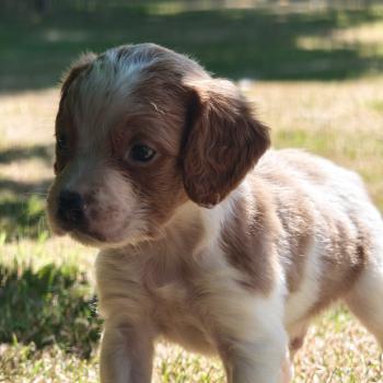 chiot Epagneul breton F or pan bla Des Plumes Des Marais Du Cotentin