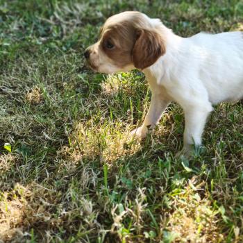 chiot Epagneul breton F or pan bla Des Plumes Des Marais Du Cotentin