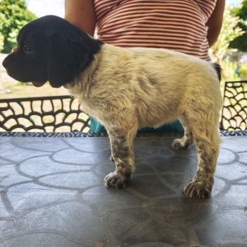 chiot Epagneul breton Noi pan Bla Fe Des Plumes Des Marais Du Cotentin
