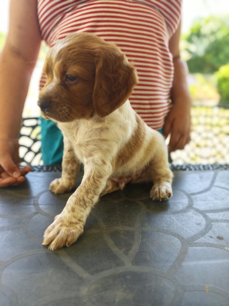 2e chiot (Portée NALA ❤ orus 2026) - Mâle F or pan bla Mâle Epagneul breton