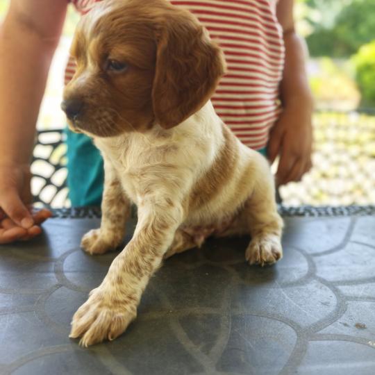 2e chiot (Portée NALA ❤ orus 2026) - Mâle F or pan bla Mâle Epagneul breton