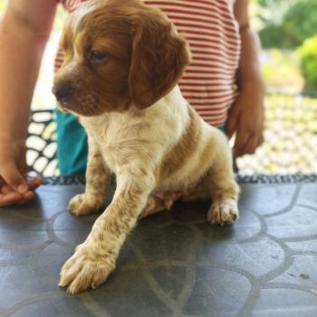 chiot Epagneul breton F or pan bla Des Plumes Des Marais Du Cotentin