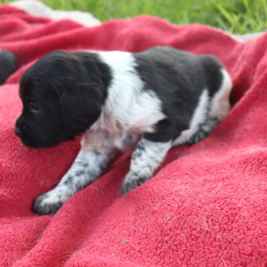 chiot Epagneul breton Noi-pan-bla AFRO 1 Des Plumes Des Marais Du Cotentin