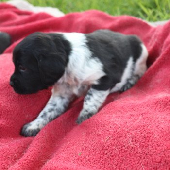 chiot Epagneul breton Noi-pan-bla AFRO 1 Des Plumes Des Marais Du Cotentin