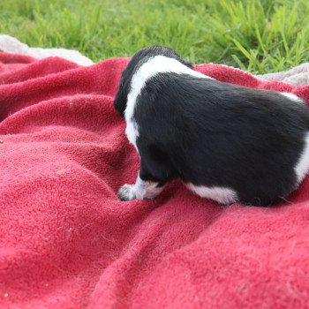 chiot Epagneul breton Noi-pan-bla AFRO 1 Des Plumes Des Marais Du Cotentin