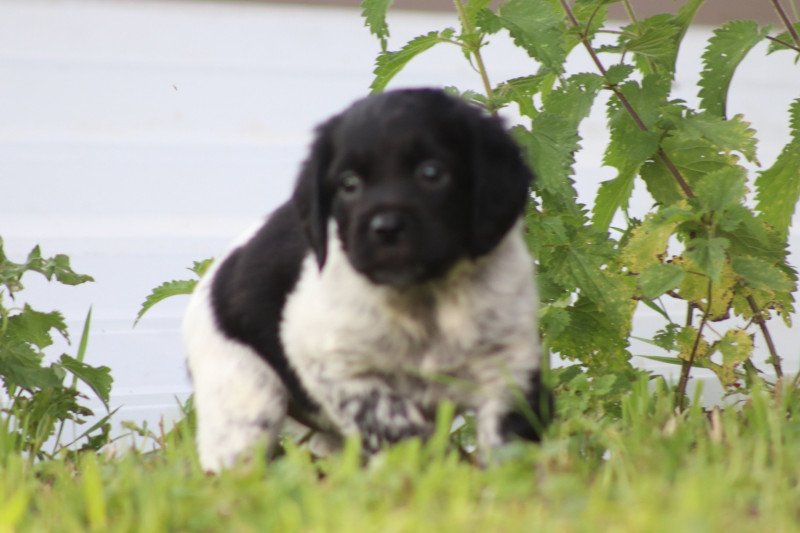 AFRO 1 Femelle Epagneul breton