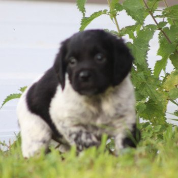 chiot Epagneul breton Noi-pan-bla AFRO 1 Des Plumes Des Marais Du Cotentin