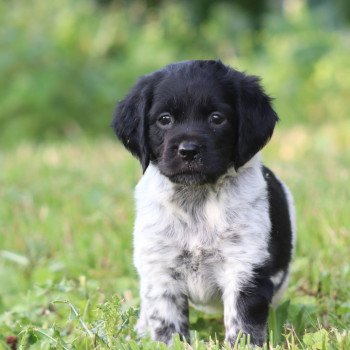 chiot Epagneul breton Noi-pan-bla AFRO 1 Des Plumes Des Marais Du Cotentin