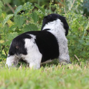 chiot Epagneul breton Noi-pan-bla AFRO 1 Des Plumes Des Marais Du Cotentin