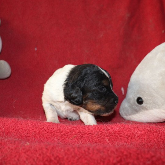 chiot Epagneul breton Noi Mar Fauv Pan Bla Altesse Des Plumes Des Marais Du Cotentin