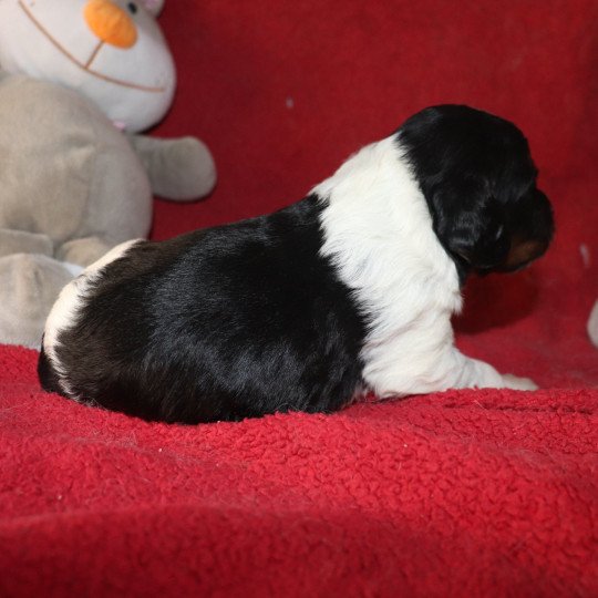chiot Epagneul breton Noi Mar Fauv Pan Bla Altesse Des Plumes Des Marais Du Cotentin