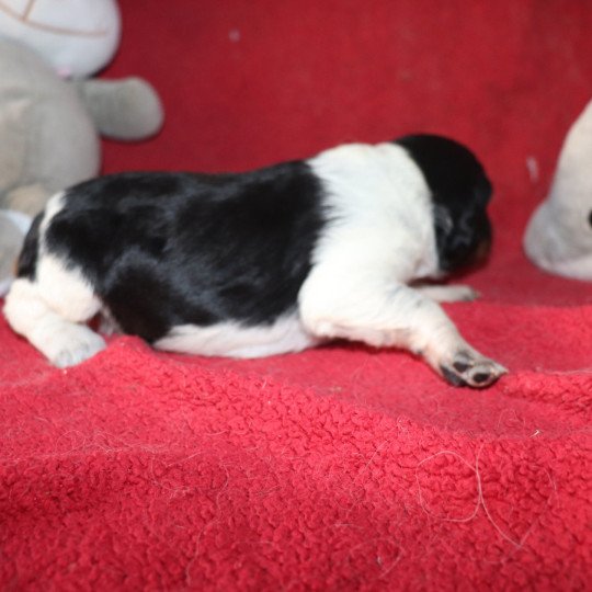 chiot Epagneul breton Noi Mar Fauv Pan Bla Altesse Des Plumes Des Marais Du Cotentin