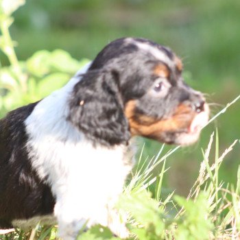 chiot Epagneul breton Noi Mar Fauv Pan Bla Altesse Des Plumes Des Marais Du Cotentin