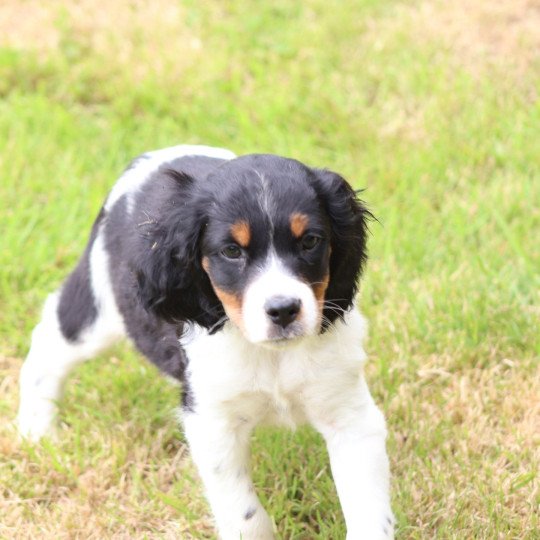 chiot Epagneul breton Noi Mar Fauv Pan Bla Altesse Des Plumes Des Marais Du Cotentin
