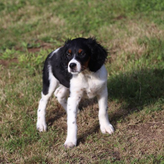 chiot Epagneul breton Noi Mar Fauv Pan Bla Altesse Des Plumes Des Marais Du Cotentin