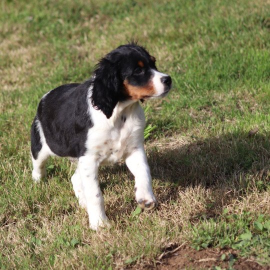 chiot Epagneul breton Noi Mar Fauv Pan Bla male tri Des Plumes Des Marais Du Cotentin