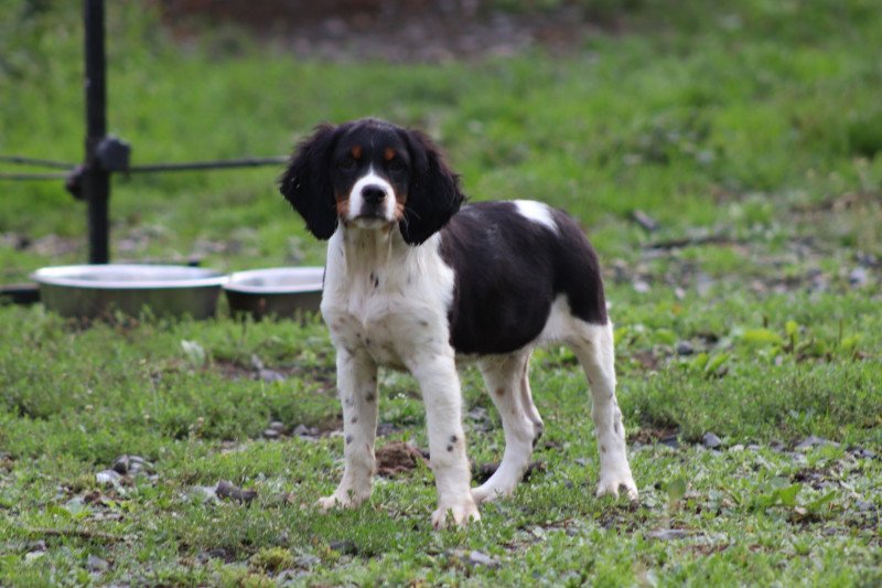 male tri Mâle Epagneul breton male tri Mâle Epagneul breton