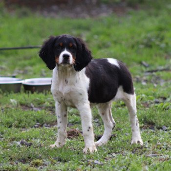 chiot Epagneul breton Noi Mar Fauv Pan Bla male tri Des Plumes Des Marais Du Cotentin chiot Epagneul breton Noi Mar Fauv Pan Bla male tri Des Plumes Des Marais Du Cotentin
