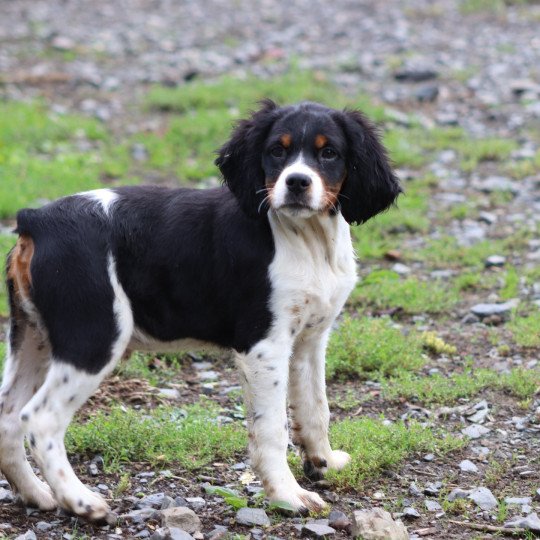 chiot Epagneul breton Noi Mar Fauv Pan Bla male tri Des Plumes Des Marais Du Cotentin