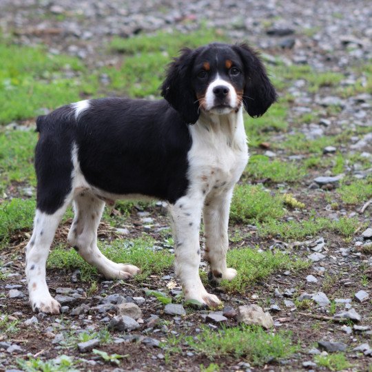 chiot Epagneul breton Noi Mar Fauv Pan Bla male tri Des Plumes Des Marais Du Cotentin