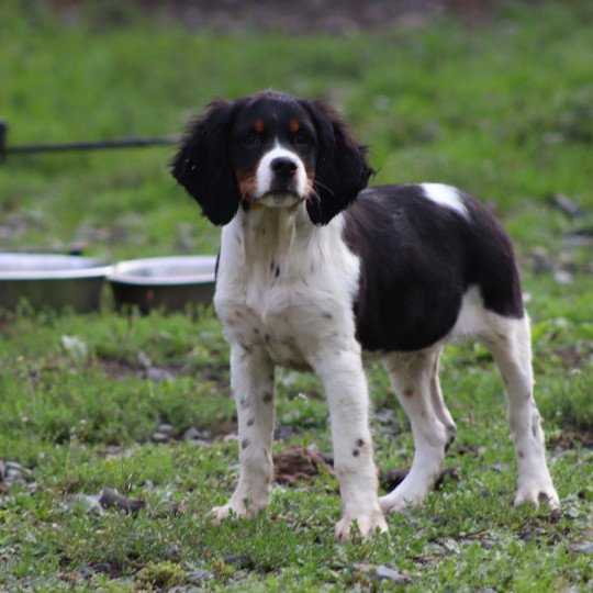 chiot Epagneul breton Noi Mar Fauv Pan Bla male tri Des Plumes Des Marais Du Cotentin