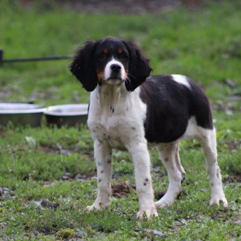 chiot Epagneul breton Noi Mar Fauv Pan Bla male tri Des Plumes Des Marais Du Cotentin chiot Epagneul breton Noi Mar Fauv Pan Bla male tri Des Plumes Des Marais Du Cotentin