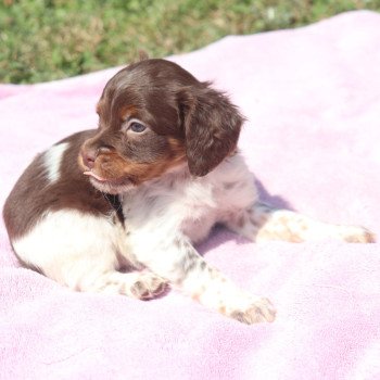 chiot Epagneul breton Mar-mar-fauv-pan-bla Aprilia Des Plumes Des Marais Du Cotentin chiot Epagneul breton Mar-mar-fauv-pan-bla Aprilia Des Plumes Des Marais Du Cotentin