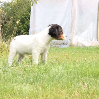 chiot Epagneul breton Noi Mar Fauv Pan Bla F1TO Des Plumes Des Marais Du Cotentin chiot Epagneul breton Noi Mar Fauv Pan Bla F1TO Des Plumes Des Marais Du Cotentin