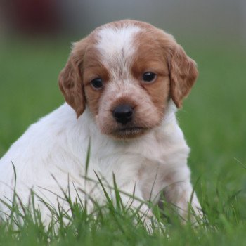 chiot Epagneul breton F-Or-Pan-Bla F2NN Des Plumes Des Marais Du Cotentin