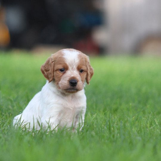 chiot Epagneul breton F-Or-Pan-Bla F2NN Des Plumes Des Marais Du Cotentin