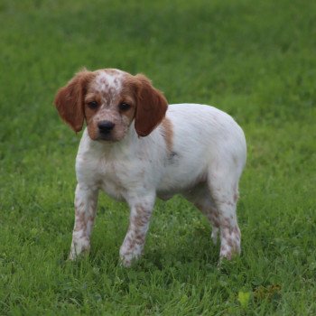 chiot Epagneul breton F-Or-Pan-Bla F2NN Des Plumes Des Marais Du Cotentin