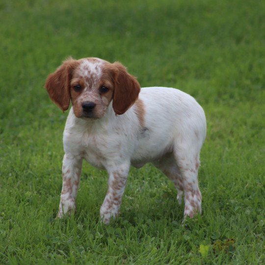 chiot Epagneul breton F-Or-Pan-Bla F2NN Des Plumes Des Marais Du Cotentin