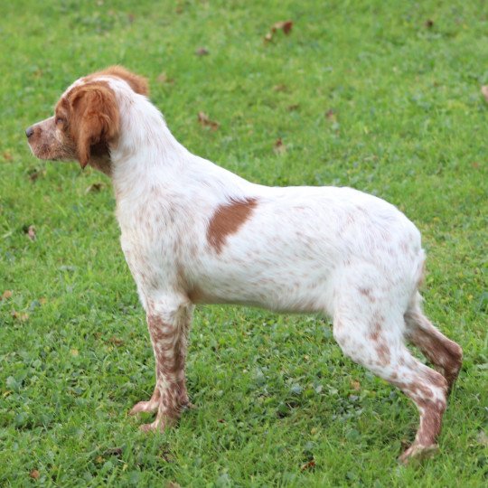 chiot Epagneul breton F-Or-Pan-Bla F2NN Des Plumes Des Marais Du Cotentin