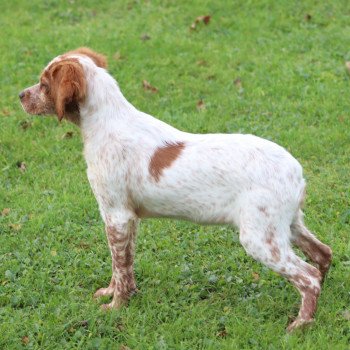 chiot Epagneul breton F-Or-Pan-Bla F2NN Des Plumes Des Marais Du Cotentin