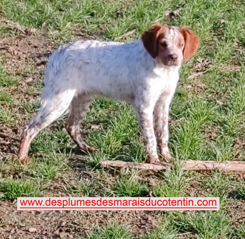 UNAÏE Femelle Epagneul breton