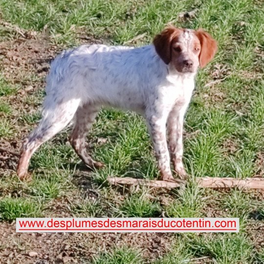 chiot Epagneul breton F-Or-Pan-Bla UNAÏE Des Plumes Des Marais Du Cotentin