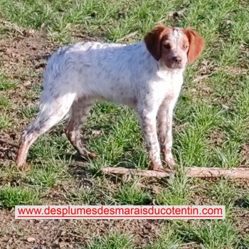 chiot Epagneul breton F-Or-Pan-Bla UNAÏE Des Plumes Des Marais Du Cotentin